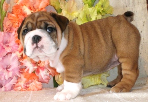 cutie English bulldog for adoption