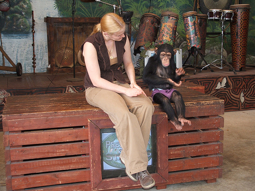 adorable baby chimpanzee for adoption