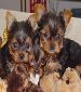 Charming Yorkie Puppies for sale