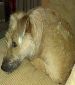 URGENT lovely girl needs loving home!!