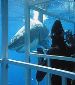 Are you looking for the ultimate adventure like cage diving with the notorious Great white Shark or even the big Nile Crocodiles or are you keen to test your survival skills in Africa ?