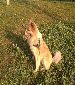 Thai Bangkeaw Dog to give away - Excellent Guard Dog