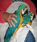 blue and gold macaw babies