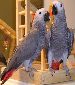 Baby African Grey Parrots - READY NOW