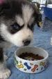 cute male and female siberian husky puppies