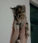 Shang the kitty needs a caring home before Feb. 29!