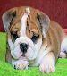 Two English bulldog male and female for sale .