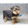 **** Sweet adorable KC registered Yorkshire Terrier Tea Cup Puppies,Fantastic boys and girls available,...