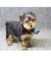 **** Sweet adorable KC registered Yorkshire Terrier Tea Cup Puppies,Fantastic boys and girls available,...