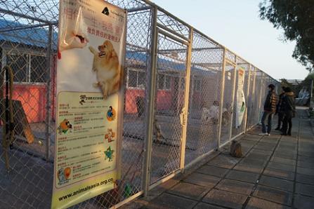 Shanghai Small Animal Protection Association (SSAPA)