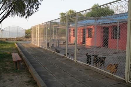 Shanghai Small Animal Protection Association (SSAPA)