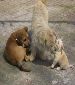 Two mother dogs and one puppy in search for loving homes / SSAPA Shelter
