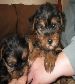 Teacup Yorkie Puppies