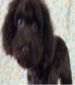 6 month old female chocolate Teddy Bear ￥3000