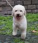 Fu Gui: A happy poodle dog with only 3 legs / SSAPA