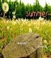 Seeking  Friends to Enjoy summer time together.