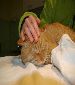 Sweet James needs a caring home ... 