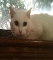 Lovely Molly needs a cozy foster home ...