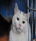 PPAR Adoptable Cat of May: Agaric, the white panther!
