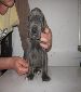 Blue Great Dane Puppy