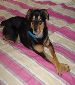 Alpha is looking for adoption, short term or long term fostering ...