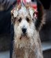 Ms. Jing Jing needs a good caring home / SSAPA