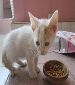 Two gorgeous male kittens looking for good adoptive homes ...