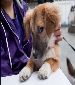 Cute dog Zheng Xi is looking for a nice home / SSAPA