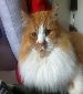 Garfield look alike looking for a new home ... free adoption!