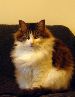 Beautiful cat needs a new home (ChangNing, Shanghai)