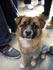 My name is Mr. Guo Gai … can you give me a loving home? / SSAPA