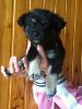 Cute puppy Jack needs a good caring home / SSAPA