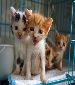 Four baby sisters need love and care in good homes / SSAPA